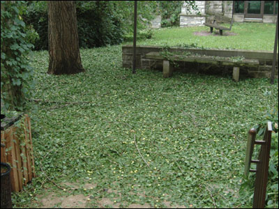 StormGinkgo