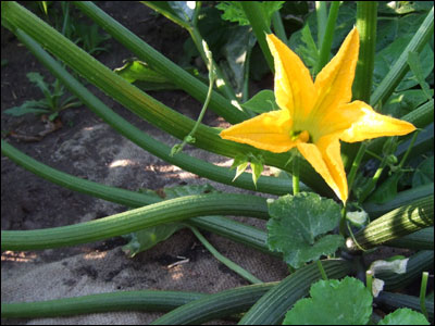STOGROW