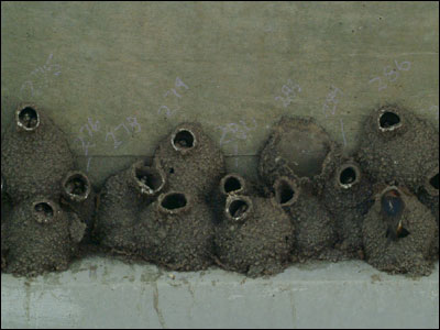 SwallowColony