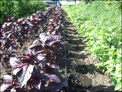 STOGROWColorfulProduce