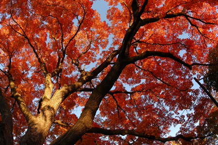 Fall trees