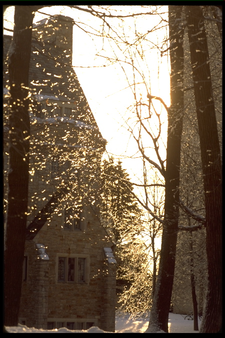 ice on trees