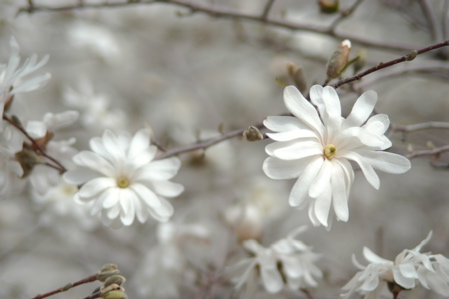 library magnolias