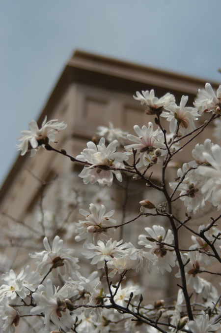 library magnolias