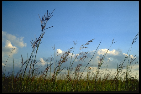 meadow