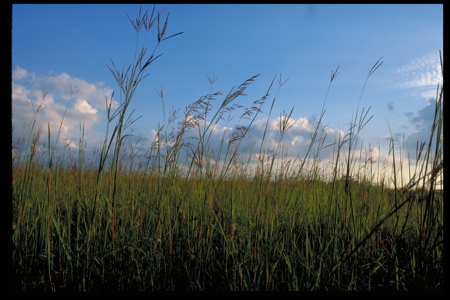 natural lands