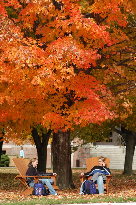 Fall trees