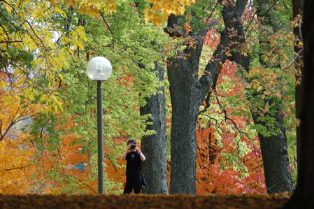 Fall trees