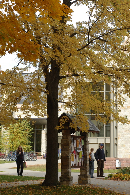 Fall trees