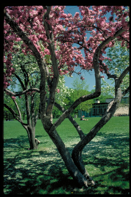 spring tree