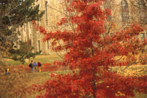 Fiery tree outside of Rolvaag Library