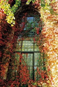 Fall foliage on Rolvaag Library window