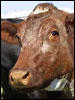 Beef