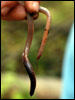 Worm