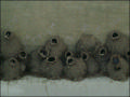 SwallowColony