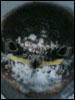 SwallowSmall