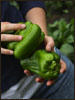 STOGROWpeppers