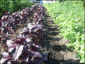 STOGROWColorfulProduce