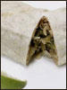 UmYahYahBurrito