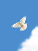NPPFdove09