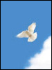 NPPFdove09