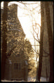 ice on trees
