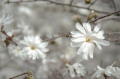 library magnolias