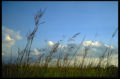 meadow