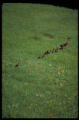 natural lands