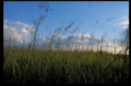 natural lands