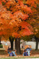 Fall trees