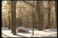 St. Olaf in winter