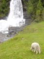 Grazing