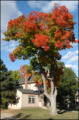 Fall tree on St. Olaf Avenue