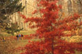 Fiery tree outside of Rolvaag Library